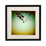 ‘Focussed growth’ framed silk