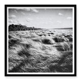 Box Frame Art Prints ‘Windswept’