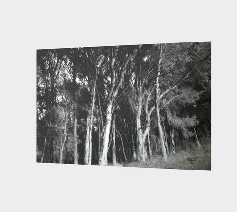 Eucalyptus globulus/Blue Gum in the shade